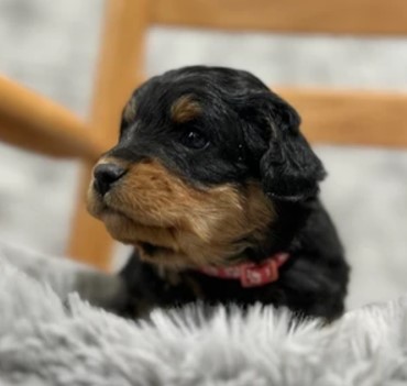 Dog Image