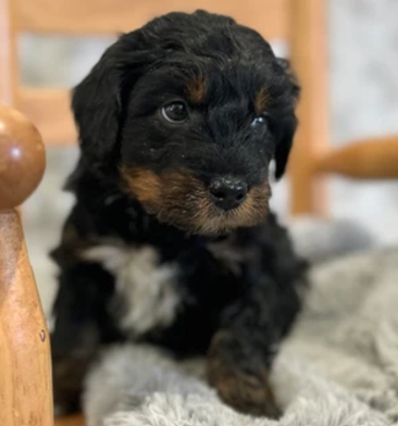 Puppy Image.
