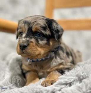 Puppy Image.