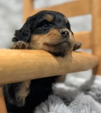 Puppy Image.