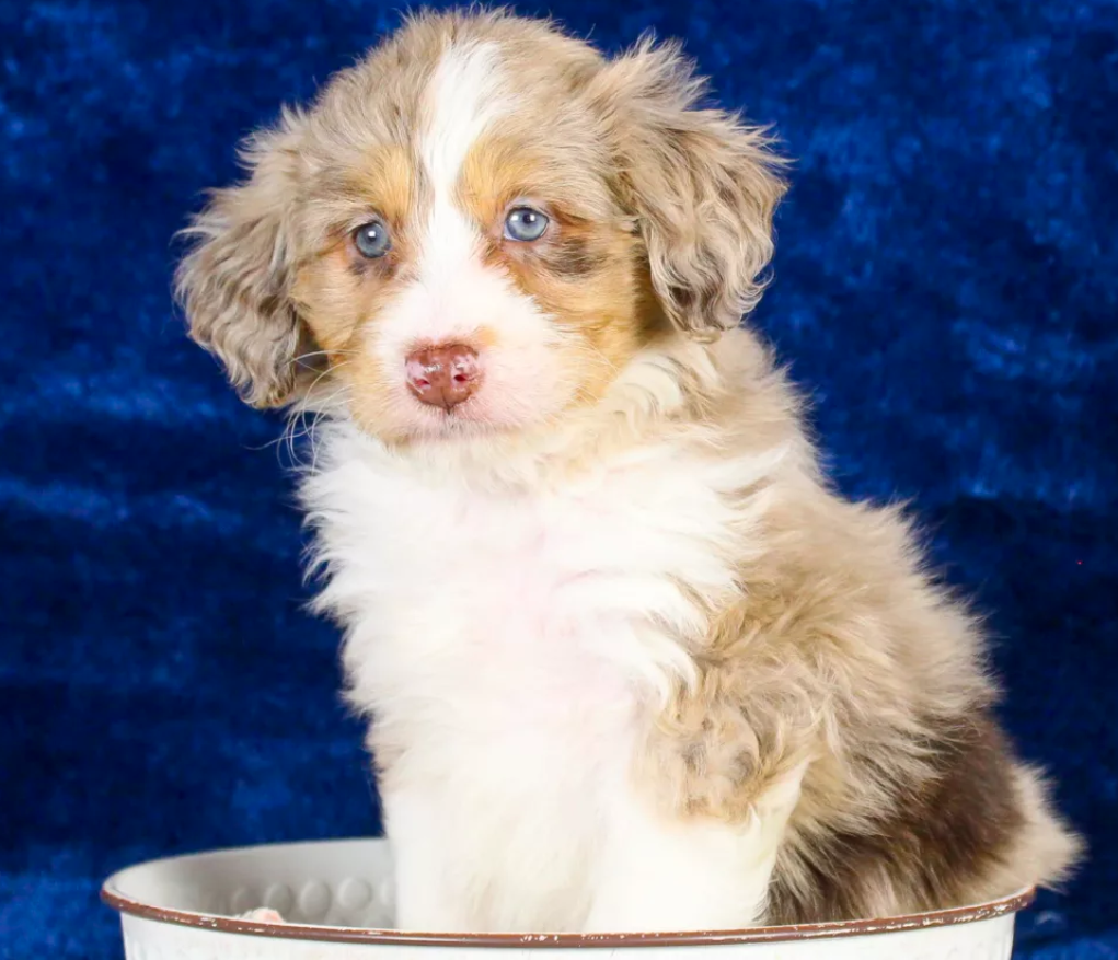 Puppy Image.