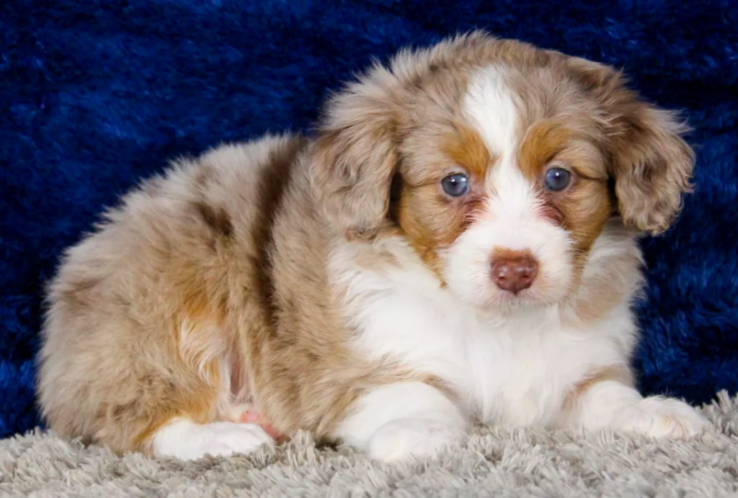 Puppy Image.