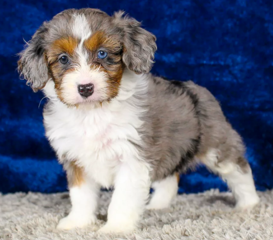 Puppy Image.