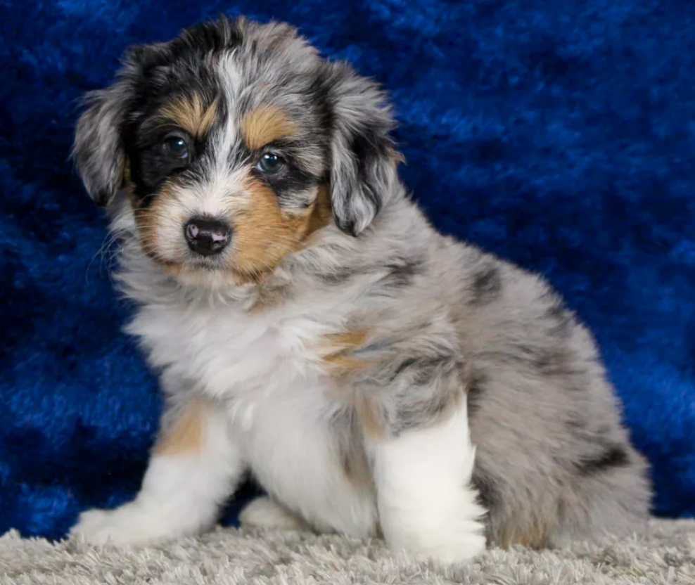 Puppy Image.
