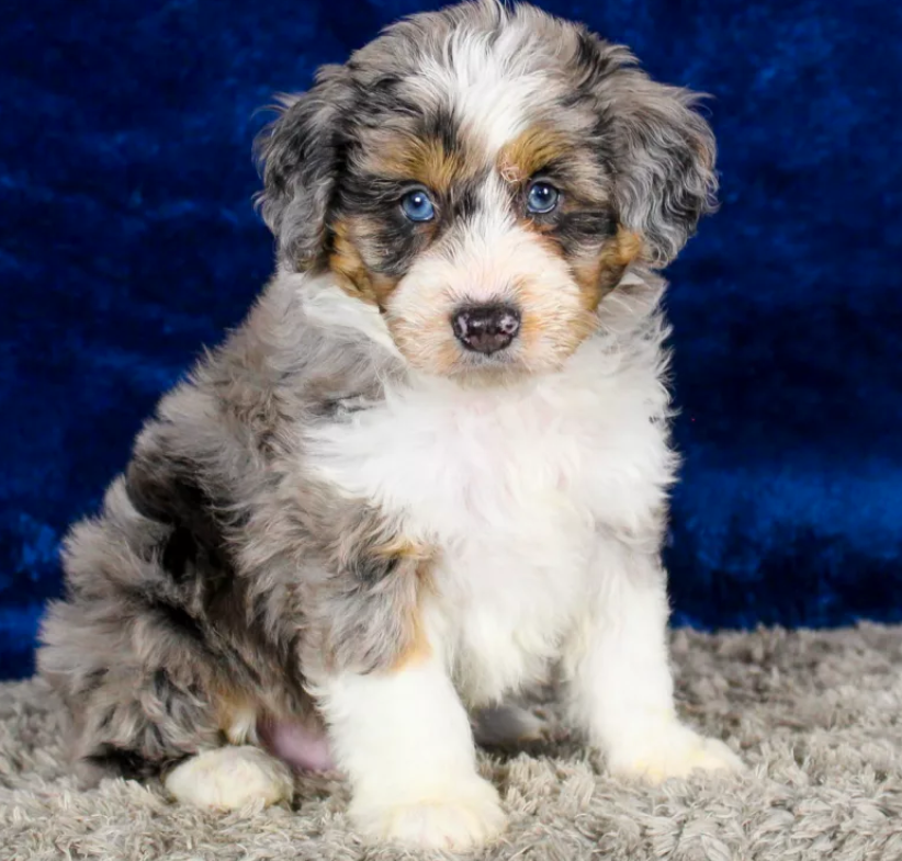 Puppy Image.