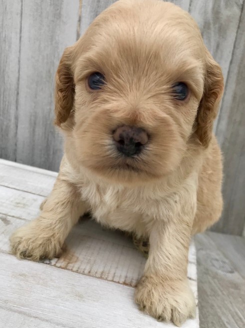Dog Image