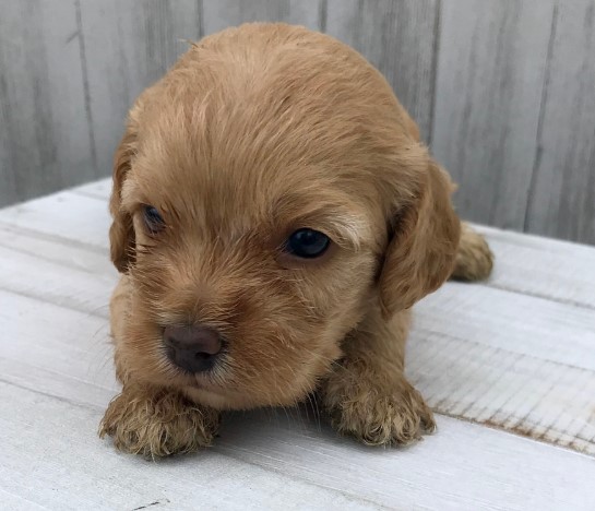Puppy Image.