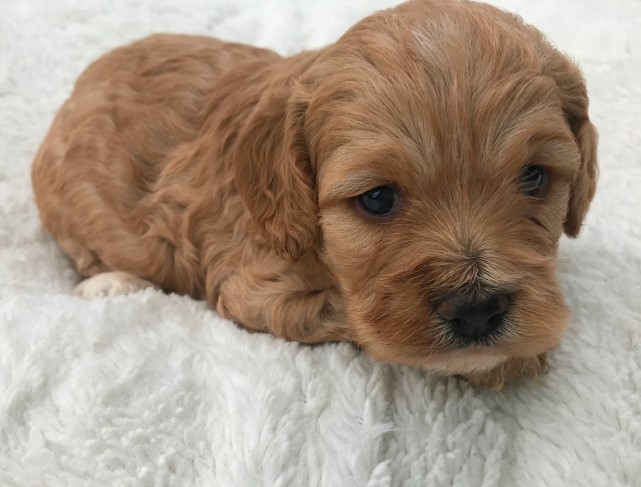 Puppy Image.