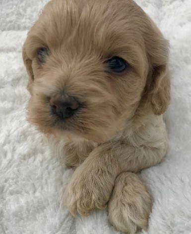 Puppy Image.