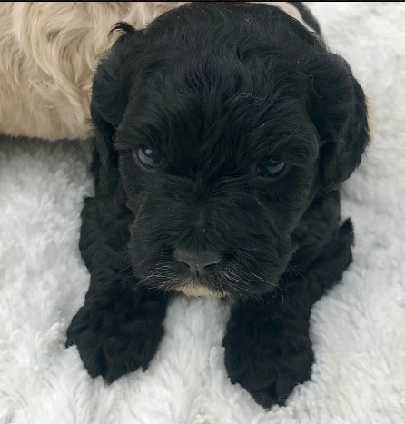 Puppy Image.