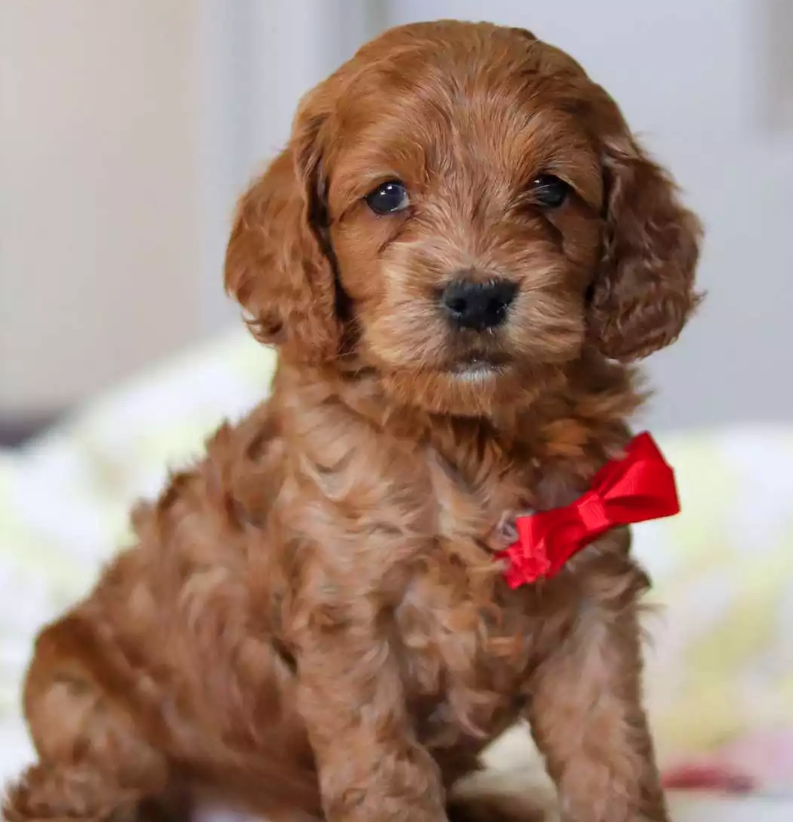 Puppy Image.