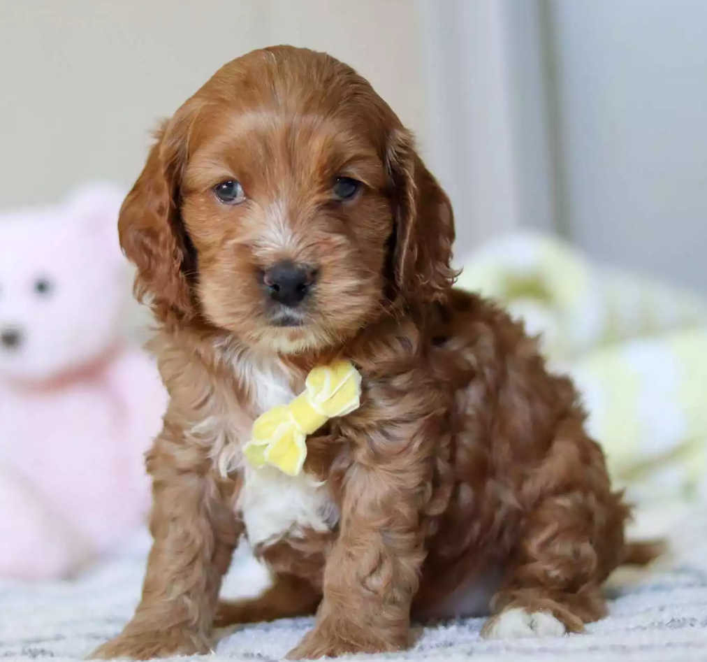 Puppy Image.