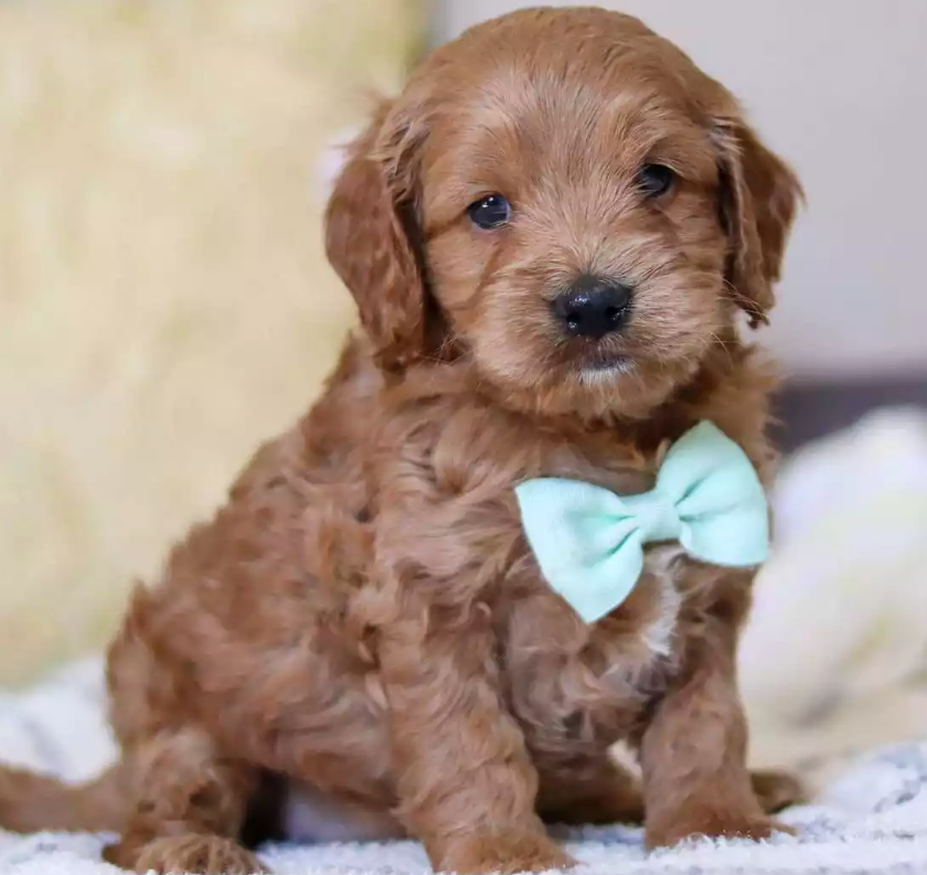 Puppy Image.