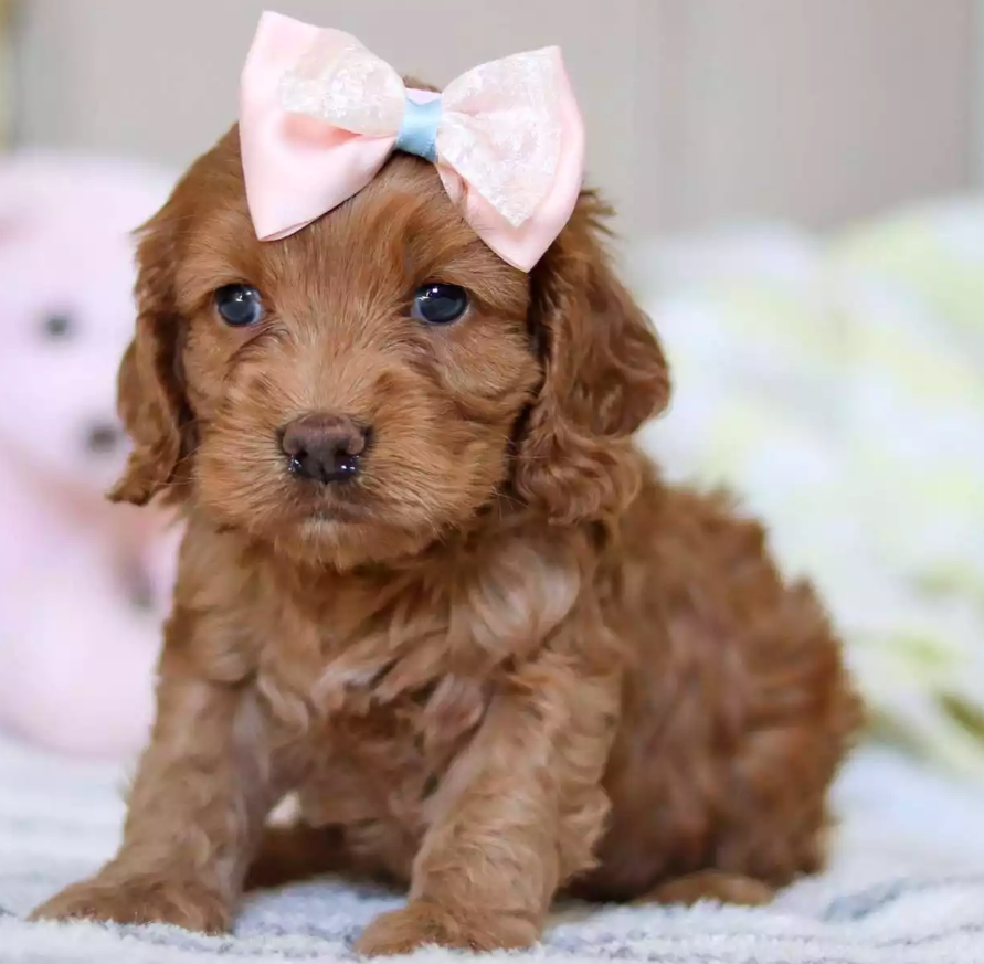Puppy Image.