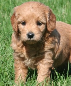 Puppy Image.
