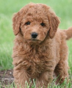Dog Image