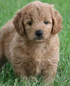 Puppy Image.