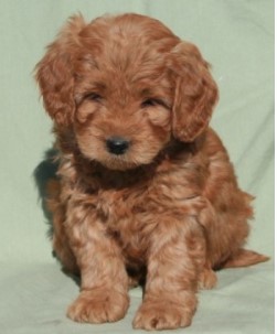 Puppy Image.