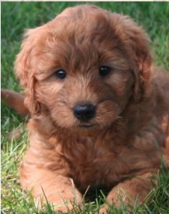 Puppy Image.
