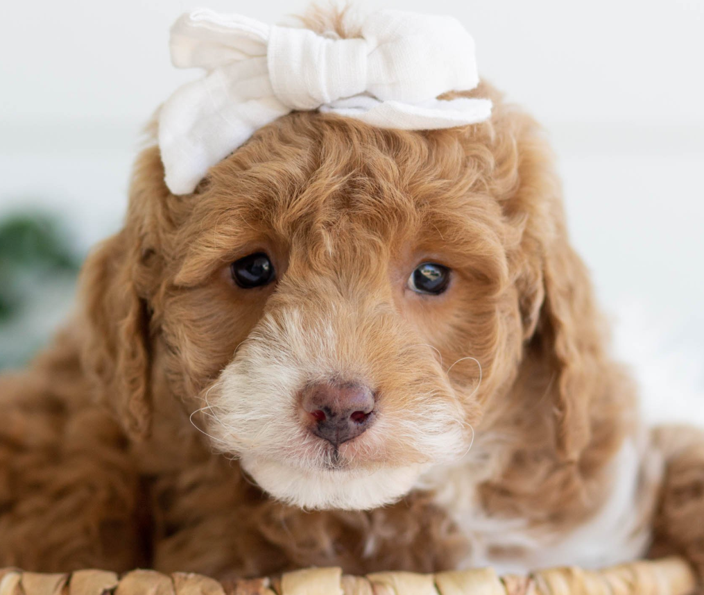 Puppy Image.