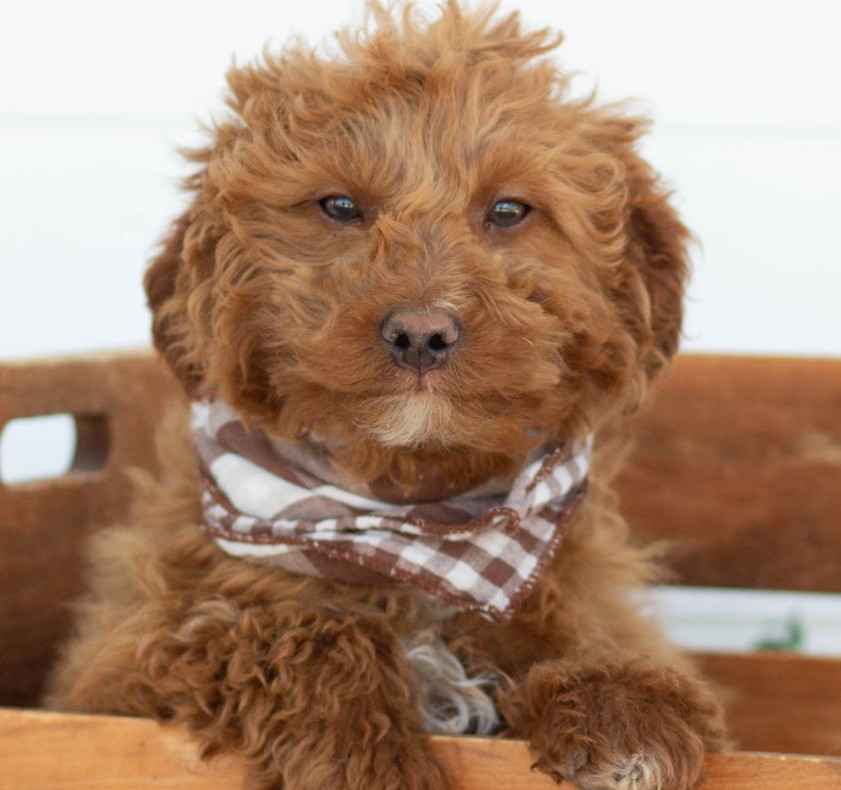 Puppy Image.