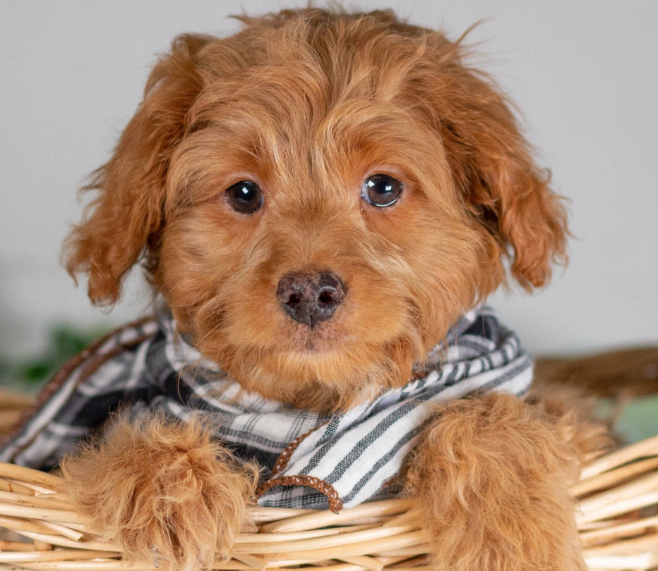 Puppy Image.