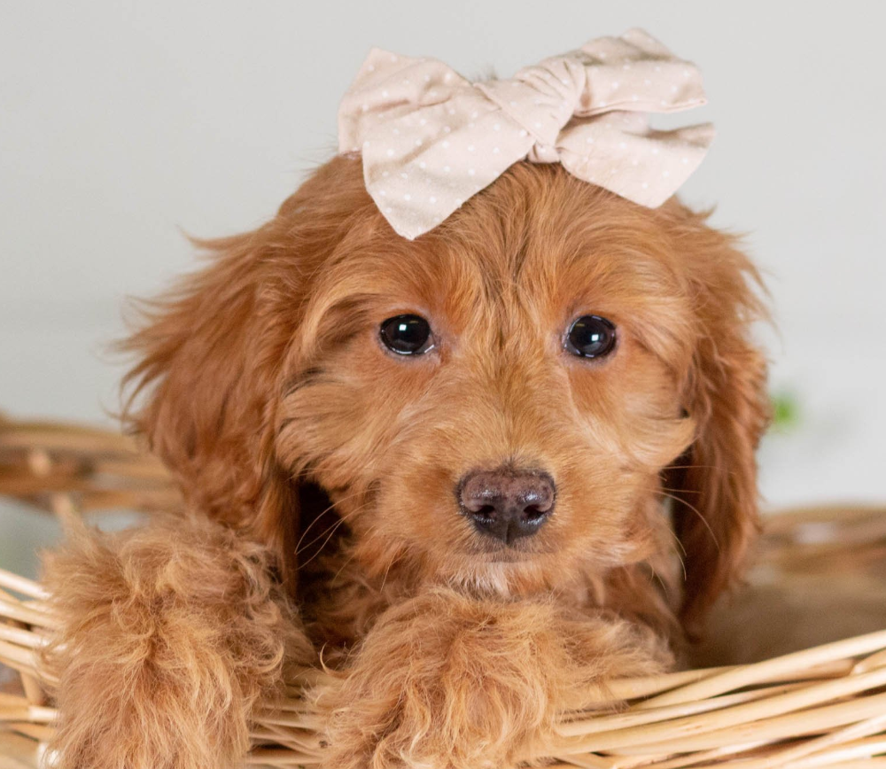 Puppy Image.